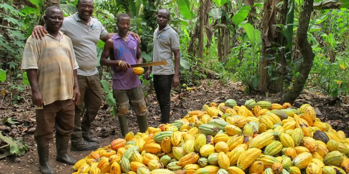 Cocoa Farmers Smile As Government Hikes Cocoa Price to GHS3,625 Per Bag, Boosting Farmers’ Incomes by 12% 1 Cocoa Farmers Smile As Government Hikes Cocoa Price to GHS3,625 Per Bag, Boosting Farmers’ Incomes by 12%