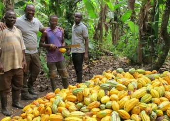 Cocoa Farmers Smile As Government Hikes Cocoa Price to GHS3,625 Per Bag, Boosting Farmers’ Incomes by 12% 1 Cocoa Farmers Smile As Government Hikes Cocoa Price to GHS3,625 Per Bag, Boosting Farmers’ Incomes by 12%