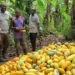 Cocoa Farmers Smile As Government Hikes Cocoa Price to GHS3,625 Per Bag, Boosting Farmers’ Incomes by 12%