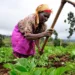 Ghana’s Rising Food Insecurity Demands Urgent Systemic Reform