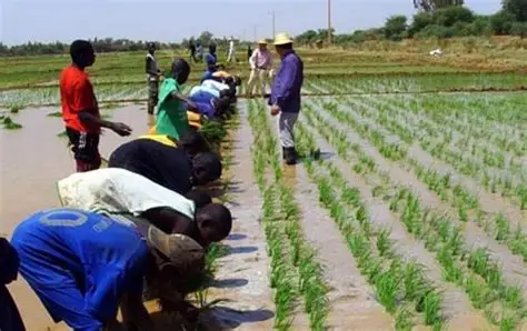 NAFCO crippled as Rice Glut Threatens Farmers 4 OIP 2 1