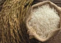 NAFCO crippled as Rice Glut Threatens Farmers 5 NAFCO crippled as Rice Glut Threatens Farmers