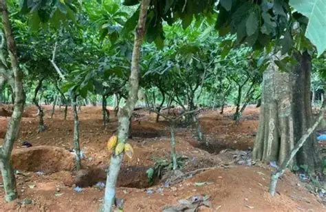 Over 560K Cocoa Farmers Benefit from US$21.8m Carbon Funds 3 OIP 7 2