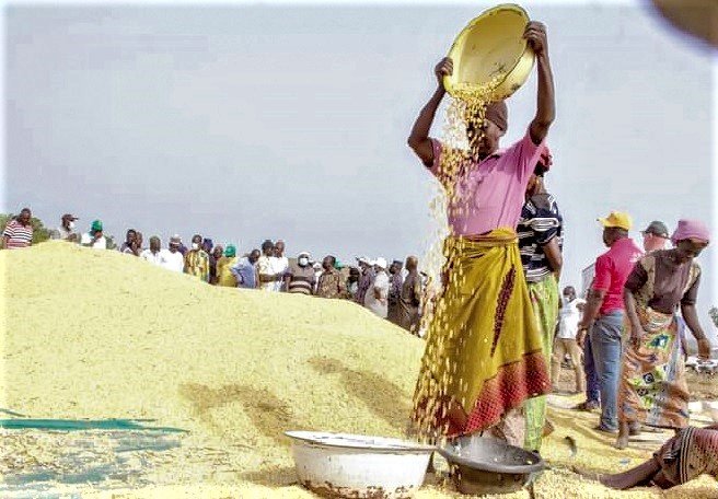 NAFCO crippled as Rice Glut Threatens Farmers 3 R