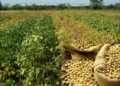 CSIR-SARI’s New High-Yield, Early-Maturing Lines Promise Boost in Farmer Incomes