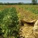 CSIR-SARI’s New High-Yield, Early-Maturing Lines Promise Boost in Farmer Incomes 15 CSIR-SARI’s New High-Yield, Early-Maturing Lines Promise Boost in Farmer Incomes