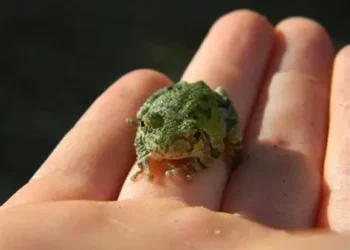 Woman Swallows Eight Live Frogs to Cure Her Back Pain 5 Woman Swallows Eight Live Frogs to Cure Her Back Pain