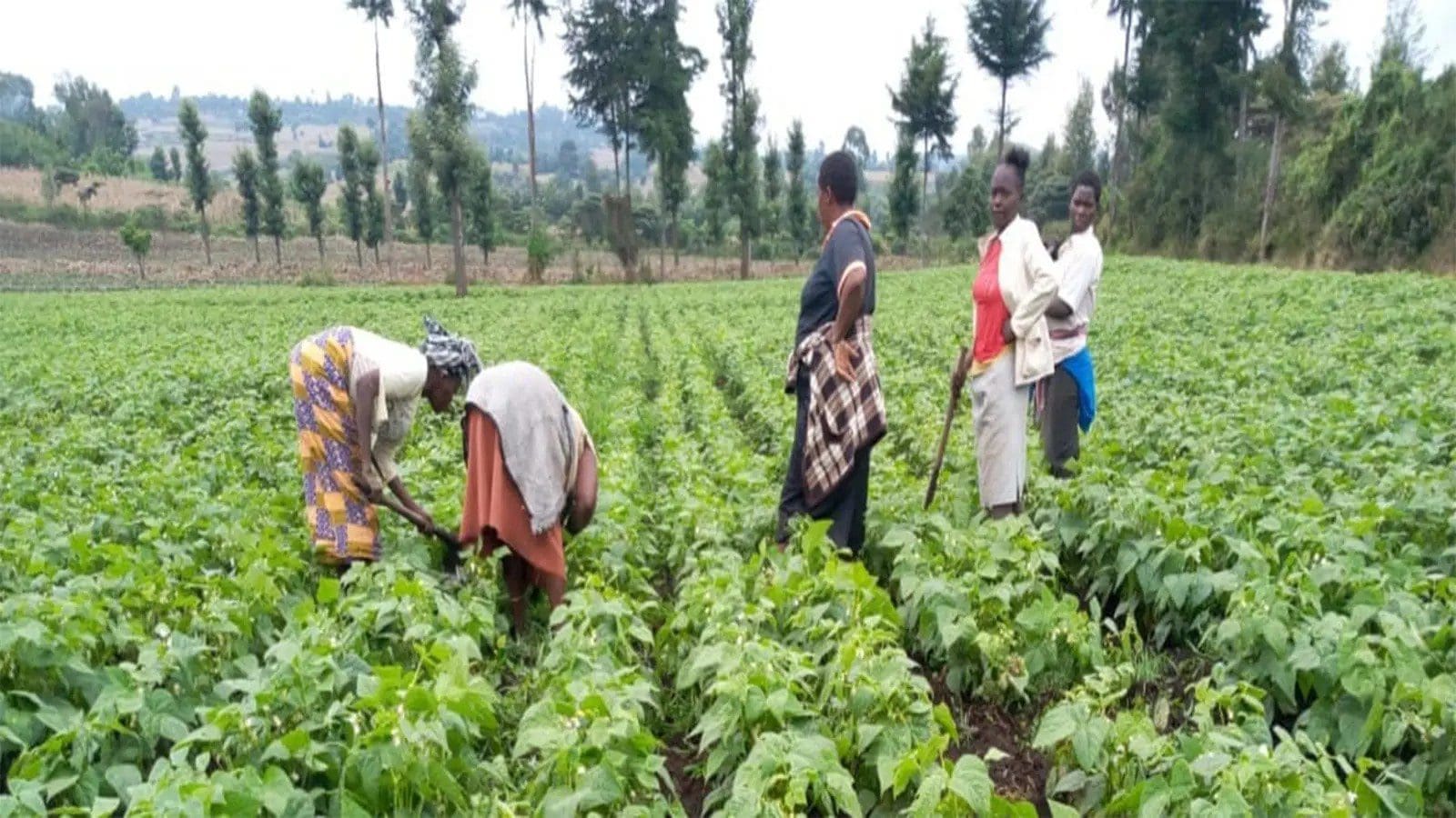 Women and Youth, the Focus of Gov’t’s Development Policies – 2026 Budget 4 Agriculture 4 1