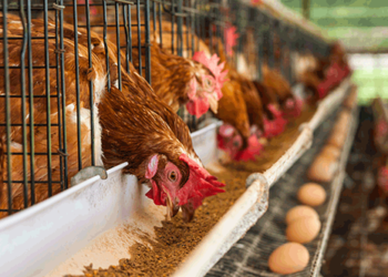 Poultry Framing In Ghana