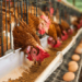 Poultry Framing In Ghana