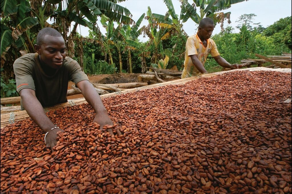 Cocobod Makes Headway in Sustaining Cocoa Trees and Output 3 about us content 0