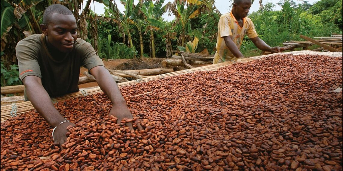 Ghana’s Cocoa Sector Exhumed from Hibernation as Processing Capacity Burgeons 1 about us content 0