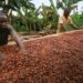 Ghana’s Cocoa Sector Exhumed from Hibernation as Processing Capacity Burgeons 12 about us content 0