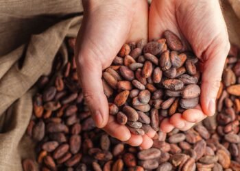 Cocoa beans