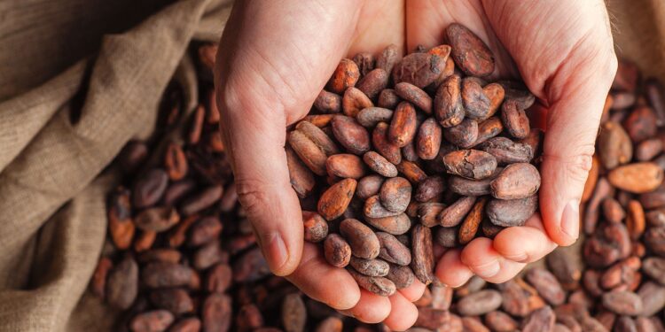 Cocoa beans