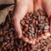 Cocoa beans