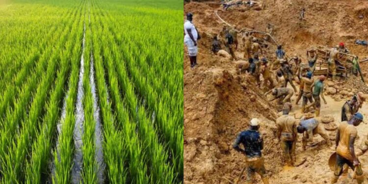 Galamsey Fears Trigger Urgent Soil Tests as MoFA–UNIDO Team Uncovers Hidden Threats in Bekwai Rice Fields 1 Galamsey Fears Trigger Urgent Soil Tests as MoFA–UNIDO Team Uncovers Hidden Threats in Bekwai Rice Fields