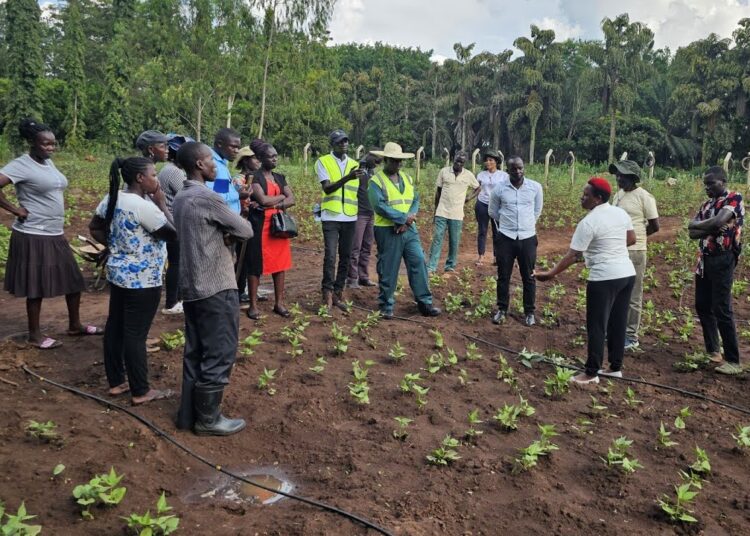 Ghana to Model New Era of Climate-Smart Agriculture Next Year 1 maxresdefault 1 1