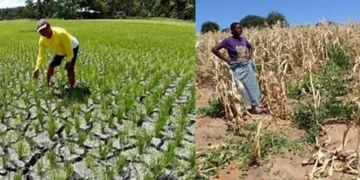 Ghana Activates Climate Insurance as ARC Payout Targets Drought-Ravaged Food Belt