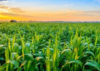 Government Elevates Agriculture as Key Pillar in National Economic Reset