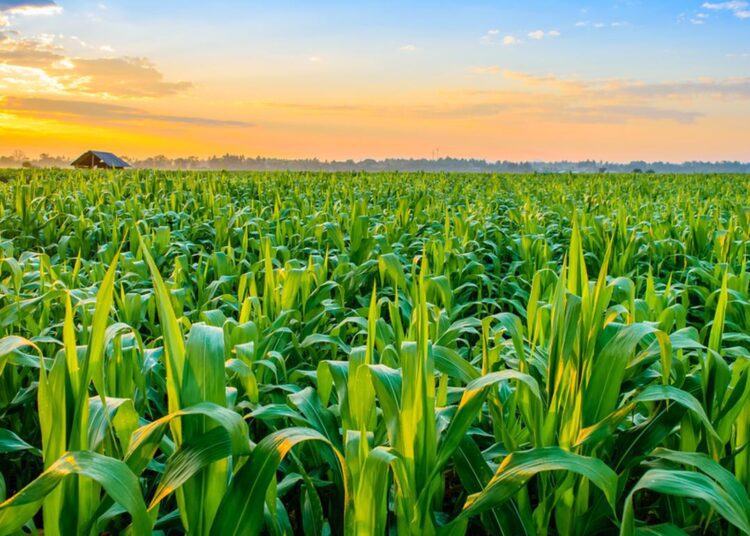 Government Elevates Agriculture as Key Pillar in National Economic Reset 1 Government Elevates Agriculture as Key Pillar in National Economic Reset