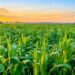Government Elevates Agriculture as Key Pillar in National Economic Reset 14 Government Elevates Agriculture as Key Pillar in National Economic Reset