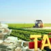 20% Excise Duty Could Cripple Ghana’s Agro-Industrial Ambitions, Agribusiness Chamber Warns 14 20% Excise Duty Could Cripple Ghana’s Agro-Industrial Ambitions, Agribusiness Chamber Warns