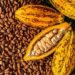 Cocoa Prices Plunge as West Africa’s Weather Boosts Hopes of a Massive Harvest
