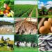 Ghana Commits to Boost Agribusiness as Global Market Swells 11 Ghana promotes Agribusiness