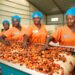 Central Oil Mills Spearheads Palm Value Chain Expansion 14 Central Oil Mills Limited in Jukwa Mfuom