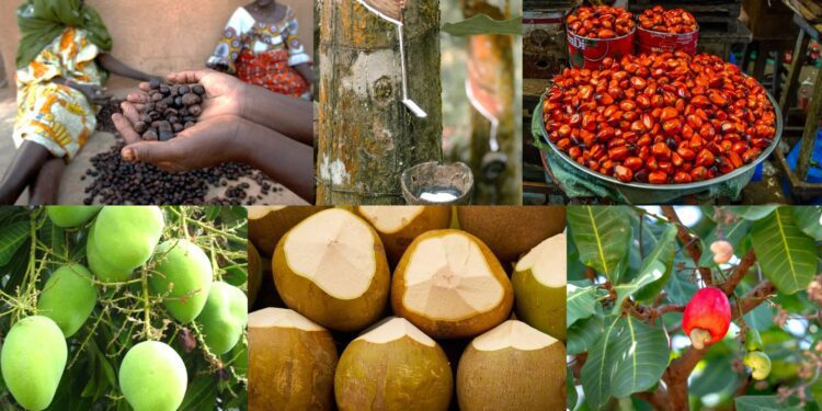 Tree Crop Authority Cracks the Whip as Ghana Targets Production Surge in 2026 1 Ghana’s tree crop sector is poised for a major transformation in 2026 as the Tree Crop Development