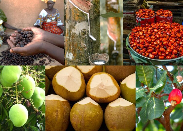 Ghana’s tree crop sector is poised for a major transformation in 2026 as the Tree Crop Development