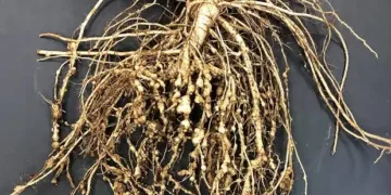 Root-Knot Nematode Infestation Threatens Northern Agriculture