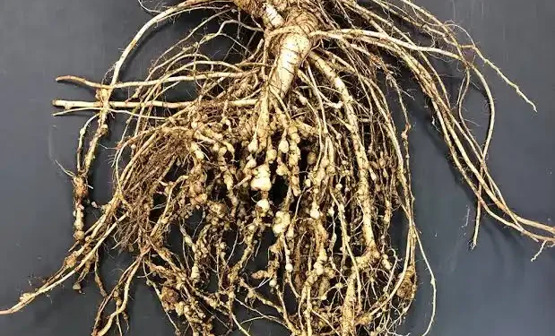 Root-Knot Nematode Infestation Threatens Northern Agriculture 1 Root-Knot Nematode
