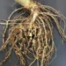 Root-Knot Nematode Infestation Threatens Northern Agriculture 13 Root-Knot Nematode