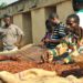 Cocoa Price Cut Poll Divides Voters, 56% of Farmers Back Government 13 Cocoa farmers