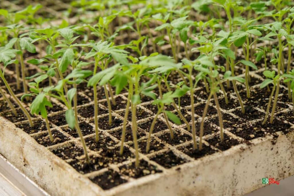 3,000 Tonnes: Maphlix Leads Ghana’s Tomato Recovery 4 3000 Tonnes Maphlix Leads Ghanas Tomato Recovery 1