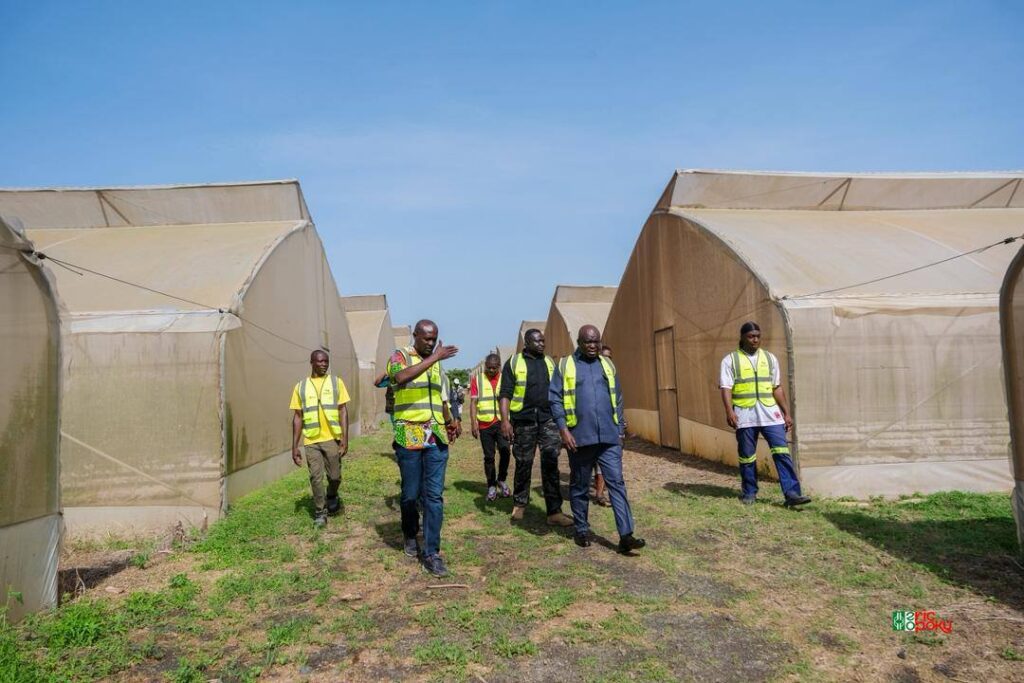3,000 Tonnes: Maphlix Leads Ghana’s Tomato Recovery 2 3000 Tonnes Maphlix Leads Ghanas Tomato Recovery