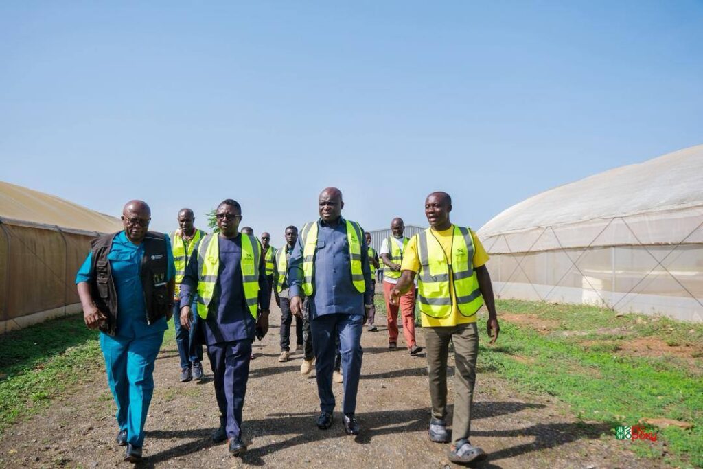 3,000 Tonnes: Maphlix Leads Ghana’s Tomato Recovery 3 3000 Tonnes Maphlix Leads Ghanas Tomato Recovery 2