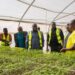 3,000 Tonnes: Maphlix Leads Ghana’s Tomato Recovery 13 Hon. Eric Opoku, Minister for Food and Agriculture at the Maphlix Facility