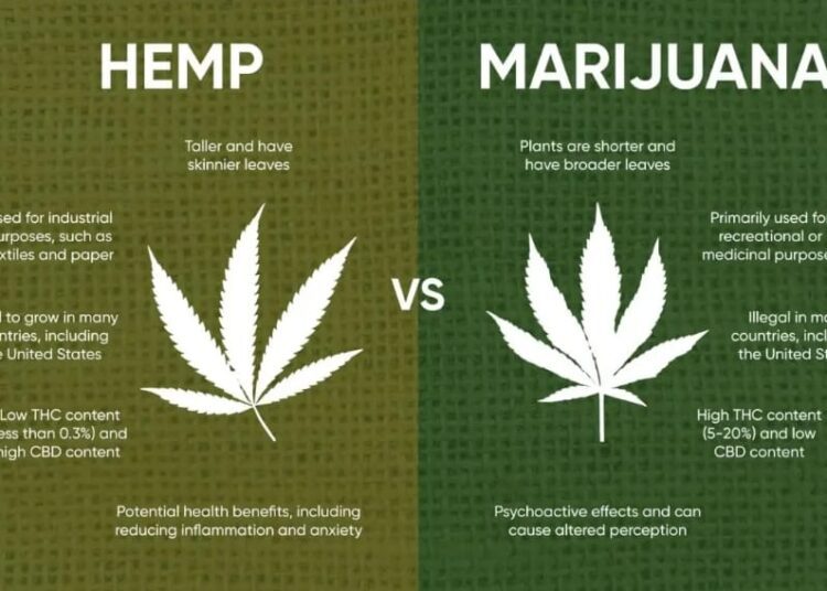 Ghana Launches Licensing Regime for Cannabis Industry 1 Herp for Industry Use