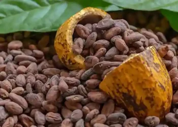 Cocoa Debt Crisis Hits Ghana Economy Hard