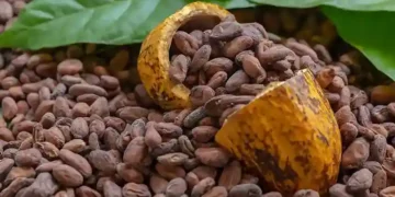 Cocoa Debt Crisis Hits Ghana Economy Hard