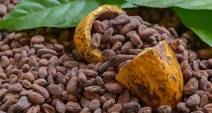 Cocoa Debt Crisis Hits Ghana Economy Hard