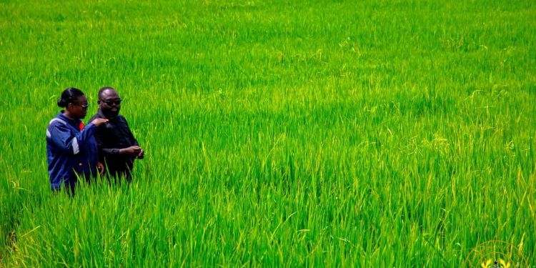 Dr. Otokunor Inspects Massive Nobi Farms Project, Validates Rice Hub 1 Dr. Peter Boamah Otokunor, Director of the Presidential Initiative on Agriculture and Agribusiness at Nobi Farms