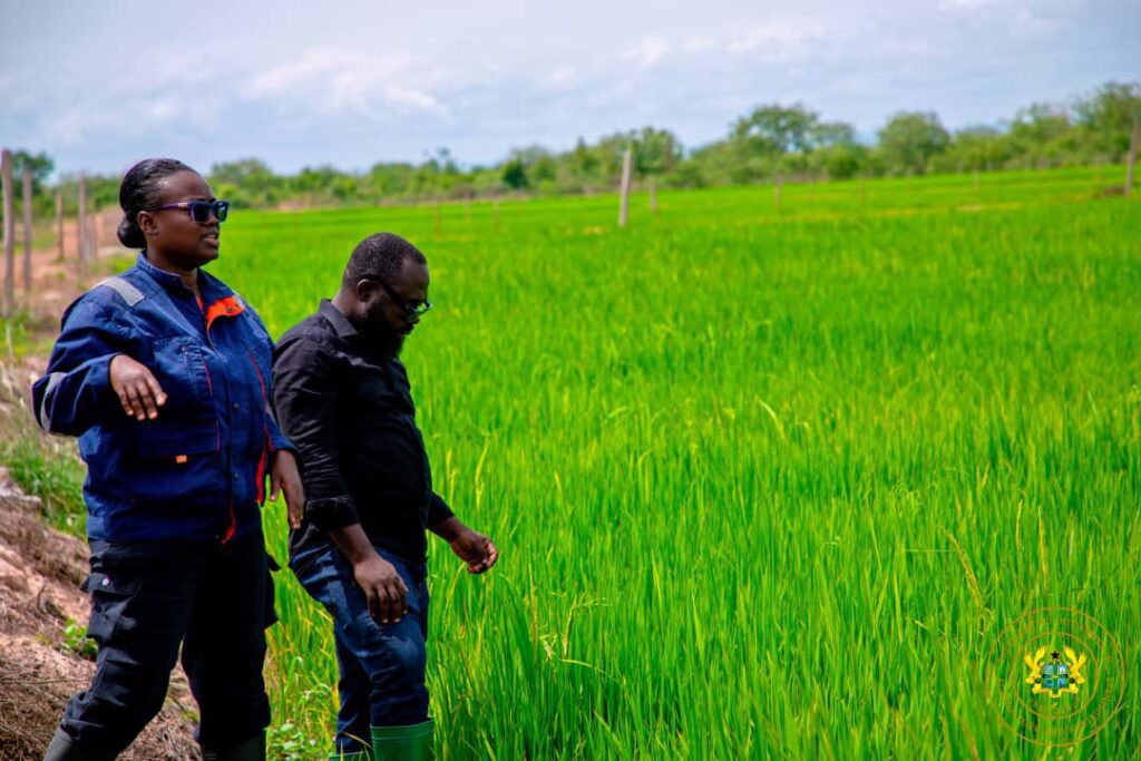 Dr. Otokunor Inspects Massive Nobi Farms Project, Validates Rice Hub 3 Dr. Peter Boamah Otokunor Director of the Presidential Initiative on Agriculture and Agribusiness at Nobi Farms 2
