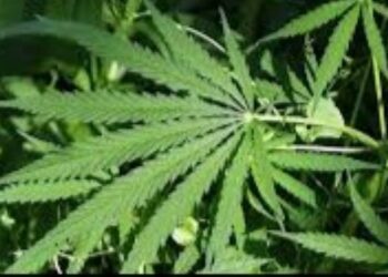 Ghana Rewrites Rules of the Hemp Game to Reclaim Diaspora Wealth 1 Hemp