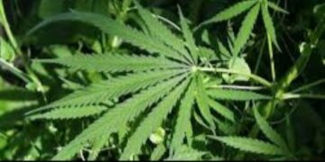Hemp