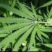 Hemp