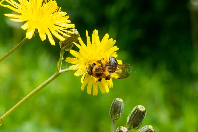 Mining Bee on Hawksbeard Flower